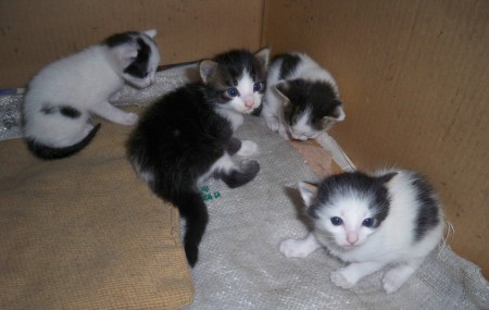 PATİ'NİN YAVRULARI