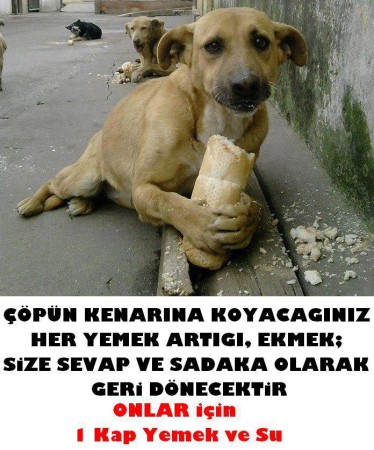 Yaşamak için bir parça ekmek