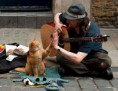 /album/resim-galerisi/a1357574258-bobthecat08-jpg/
